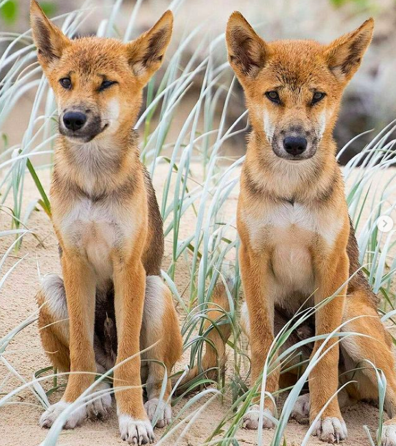 Dingo.photo credit @seanscottphotography on Instagram