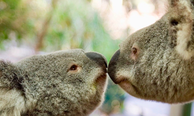 Koalas kissing. Photo credit@lone pine koala sanctuary