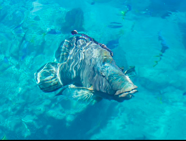 Giant Maori Wrasse in Whitsundays. Photo credit @isail_whitsundays Instagram