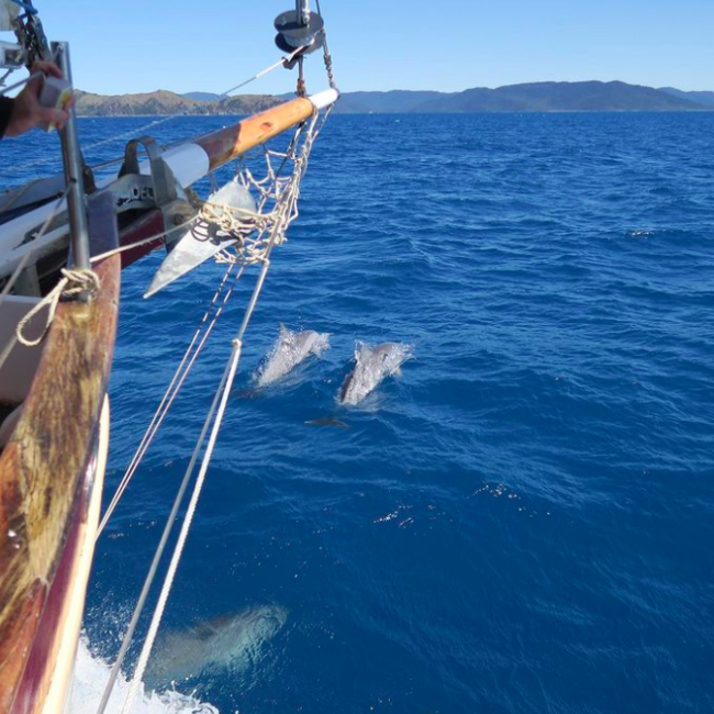 Dolphin. Photo credit @summertimewhitsundays on Instagram