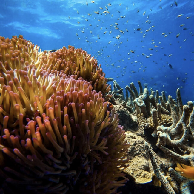 Silversonic Agincourt reef. Photo credit @nicolaimack on Instagram