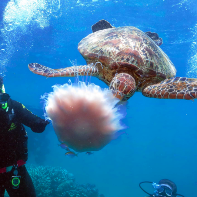 Turtle ate jellyfish - Silver swift. Photo credit @silverswiftcruise on Instagram