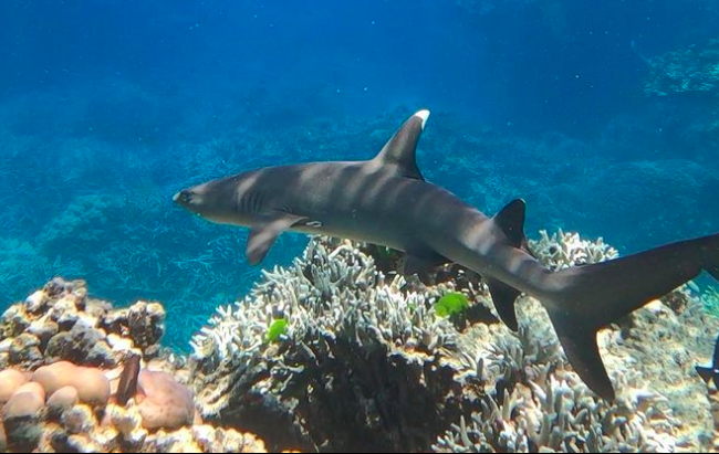 Reef sharks in the reef. Photo credit @thedivingholliday on Instagram