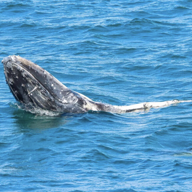 Whale watching tour. Photo credit @Sea World official website