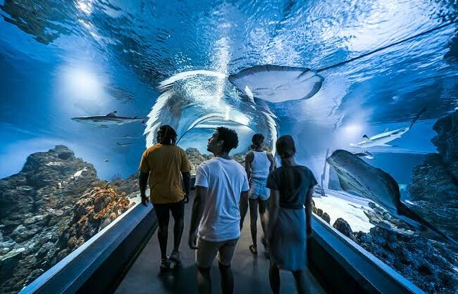 Cairns Aquarium by Twilight 2 . Photo credit @ Cairns Aquarium on Instagram