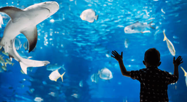 Cairns Aquarium by Twilight 3 . Photo credit @ Cairns Aquarium on Instagram