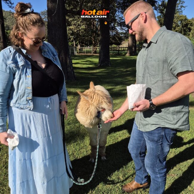 Hot Air Balloon Gold Coast with Alpaca Experience